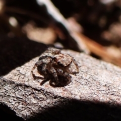 Unidentified Jumping or peacock spider (Salticidae) at Aranda, ACT - 24 Apr 2024 by CathB