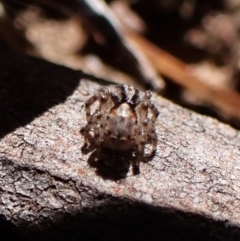 Euophryinae sp. (Rockhopper) undescribed at Aranda Bushland - 24 Apr 2024