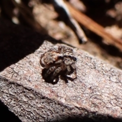 Euophryinae sp. (Rockhopper) undescribed at Aranda Bushland - 24 Apr 2024