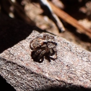 Euophryinae sp. (Rockhopper) undescribed at Aranda Bushland - 24 Apr 2024 01:05 PM