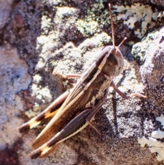 Macrotona securiformis (Inland Macrotona) at Aranda Bushland - 24 Apr 2024 by CathB