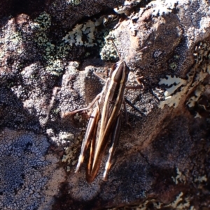 Macrotona securiformis at Aranda Bushland - 24 Apr 2024