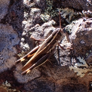 Macrotona securiformis at Aranda Bushland - 24 Apr 2024