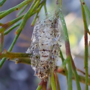 Anestia semiochrea at Aranda Bushland - 24 Apr 2024