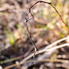 Leptogaster sp. (genus) at Mount Painter - 26 Apr 2024 by CathB