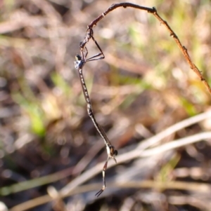 Leptogaster sp. (genus) at Mount Painter - 26 Apr 2024