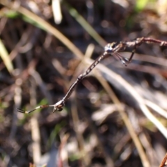 Leptogaster sp. (genus) at Mount Painter - 26 Apr 2024