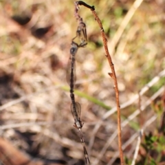 Leptogaster sp. (genus) at Mount Painter - 26 Apr 2024