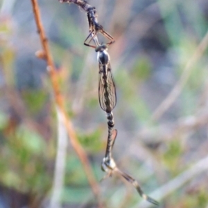 Leptogaster sp. (genus) at Mount Painter - 26 Apr 2024