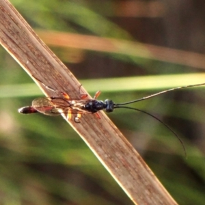 Monomachus antipodalis (A parasitic wasp) at Mount Painter by CathB