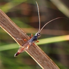 Monomachus antipodalis at Mount Painter - 26 Apr 2024