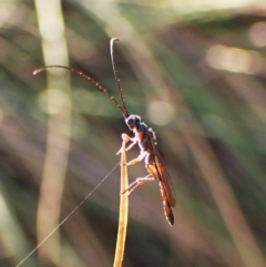 Monomachus antipodalis at Mount Painter - 26 Apr 2024