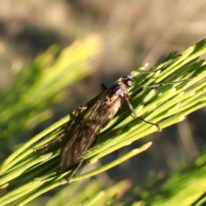 Boreoides subulatus at Mount Painter - 26 Apr 2024