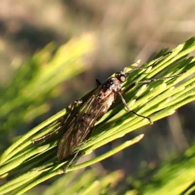 Boreoides subulatus (Wingless Soldier Fly) at Mount Painter - 26 Apr 2024 by CathB
