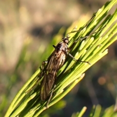 Boreoides subulatus at Mount Painter - 26 Apr 2024 05:12 PM