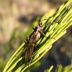 Boreoides subulatus at Mount Painter - 26 Apr 2024