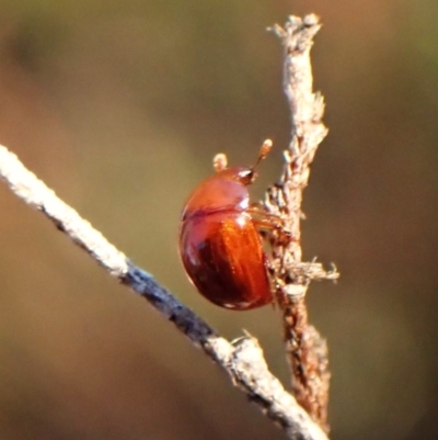 Unidentified Other beetle at suppressed - 26 Apr 2024 by CathB