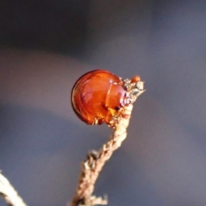 Ditropidus sp. (genus) at Mount Painter - 26 Apr 2024