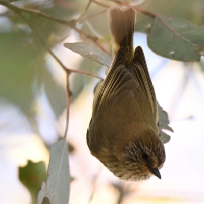 Acanthiza lineata (Striated Thornbill) at Woodstock Nature Reserve - 1 May 2024 by Thurstan