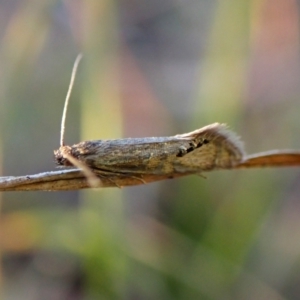 Glyphipterix anaclastis at Mount Painter - 26 Apr 2024 05:29 PM