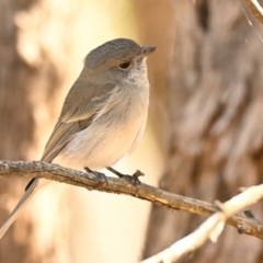 Pachycephala pectoralis (Golden Whistler) at Strathnairn, ACT - 1 May 2024 by Thurstan