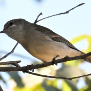 Pachycephala pectoralis at Woodstock Nature Reserve - 1 May 2024