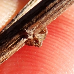 Dolophones sp. (genus) (Wrap-around spider) at Mount Painter - 27 Apr 2024 by CathB