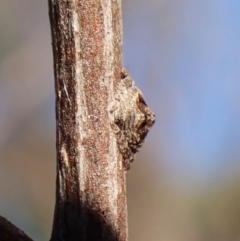 Dolophones sp. (genus) at Mount Painter - 27 Apr 2024 05:04 PM