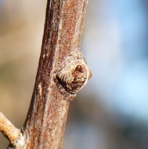 Dolophones sp. (genus) at Mount Painter - 27 Apr 2024 05:04 PM