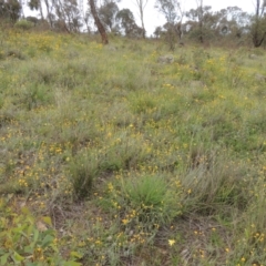 Chrysocephalum apiculatum (Common Everlasting) at Conder, ACT - 7 Jan 2024 by michaelb