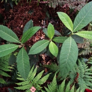 Psychotria loniceroides (Hairy Psychotria) at Dignams Creek, NSW by plants