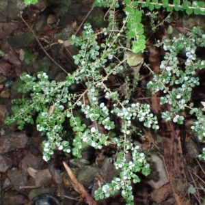 Pittosporum multiflorum (Orange Thorn) at Dignams Creek, NSW by plants