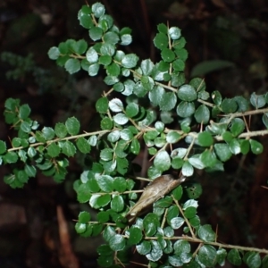 Pittosporum multiflorum at Kooraban National Park - 24 Apr 2024 09:29 AM