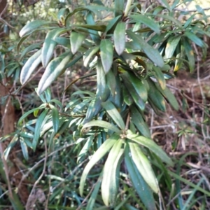 Pittosporum bicolor (Banyalla) at Bemboka, NSW by plants