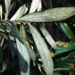 Pittosporum bicolor at South East Forest National Park - 25 Apr 2024