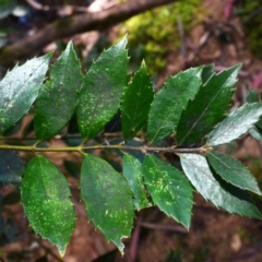 Atherosperma moschatum (Black Sassafras) at Bemboka, NSW - 24 Apr 2024 by plants