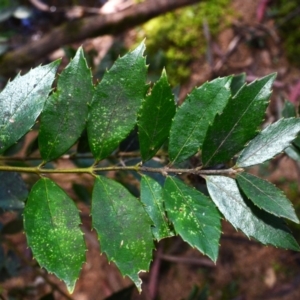 Atherosperma moschatum (Black Sassafras) at Bemboka, NSW by plants