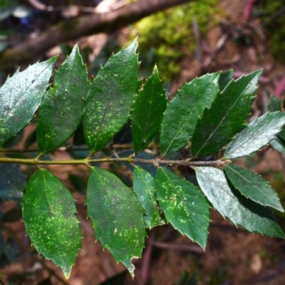 Atherosperma moschatum (Black Sassafras) at Bemboka, NSW - 25 Apr 2024 by plants