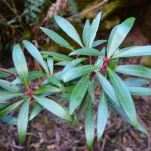 Tasmannia lanceolata (Mountain Pepper) at Bemboka, NSW by plants
