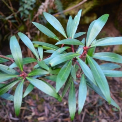 Tasmannia lanceolata (Mountain Pepper) at Bemboka, NSW - 24 Apr 2024 by plants