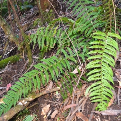 Polystichum proliferum (Mother Shield Fern) at Bemboka, NSW - 25 Apr 2024 by plants