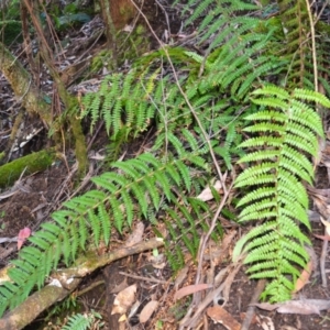 Polystichum proliferum (Mother Shield Fern) at Bemboka, NSW by plants