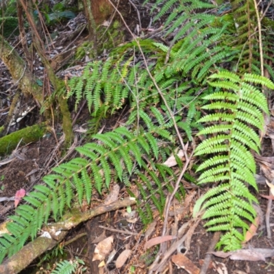 Polystichum proliferum (Mother Shield Fern) at Glenbog State Forest - 24 Apr 2024 by plants