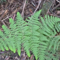 Histiopteris incisa (Bat's-Wing Fern) at Bemboka, NSW - 24 Apr 2024 by plants