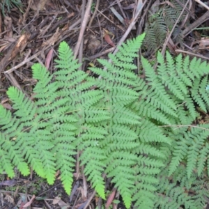 Histiopteris incisa at Glenbog State Forest - 25 Apr 2024