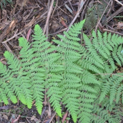 Histiopteris incisa (Bat's-Wing Fern) at Bemboka, NSW - 25 Apr 2024 by plants