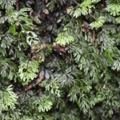 Hymenophyllum cupressiforme (Common Filmy Fern) at Glenbog State Forest - 24 Apr 2024 by plants