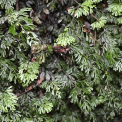 Hymenophyllum cupressiforme (Common Filmy Fern) at Bemboka, NSW - 25 Apr 2024 by plants