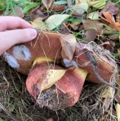 Unidentified Bolete - Fleshy texture, stem central (more-or-less) at O'Connor, ACT - 30 Apr 2024 by JTran