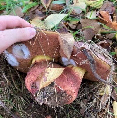 Boletus sp. at O'Connor, ACT - 30 Apr 2024 by JTran